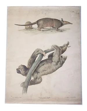 Vintage School Poster of an Armadillo