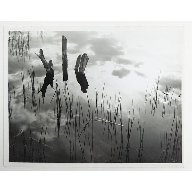 Mid 20th century photograph of reeds, water and clouds reflection attributed to Jeff Weiss (20th 21st century). Unsigned....