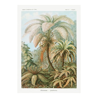 Botanical Art Print Reproduction, Vintage Fern and Palm Tree Illustration, 16" X 24" For Sale