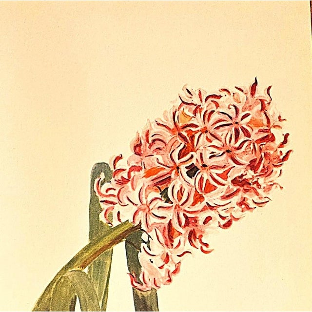 1940 Set of 3 Mid-Century French Arlette Davids Botanical Prints- Hyacinths, Lily For Sale - Image 9 of 10
