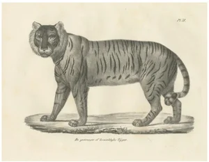 Majestic Striped or Royal Tiger, 1836, Lithograph