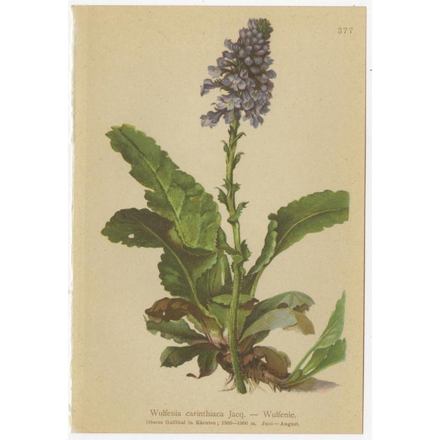 After Anton Hartinger, Alpine Speedwell and Wulfenia Botanical Plates, 1897, Prints, Set of 8 For Sale - Image 10 of 12