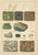 Blue Antique Mineralogy Chromolithographs of Granite, Calcite and Fossil, 1888, Set of 2 For Sale - Image 8 of 12