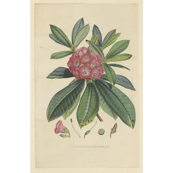 Rhododendron Barbatum, 1849, Lithograph For Sale - Image 3 of 6