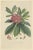 Rhododendron Barbatum, 1849, Lithograph For Sale - Image 3 of 6