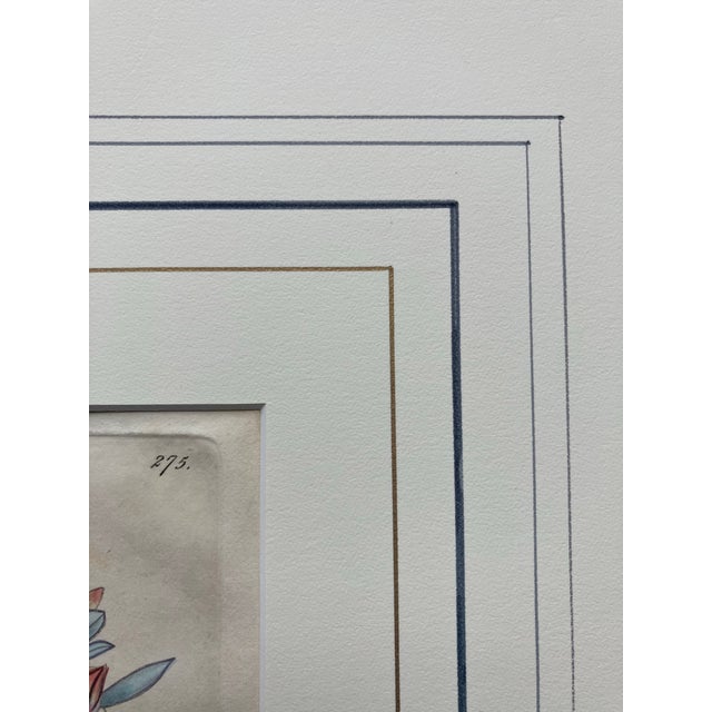 Blue 19th.century Robert Sweet Botanical Print With Flower Description Page Attached to Back. It Is an Hand Colored Engraving. For Sale - Image 8 of 9