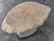 Coffee Table with Raw Wood Slice Top on Metal Base, in Very Good conditions.