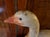 1920s Antique Carved Wood & Paint Decorated Snow Goose Waterfowl Bird Decoy Circa 1920 For Sale - Image 5 of 18