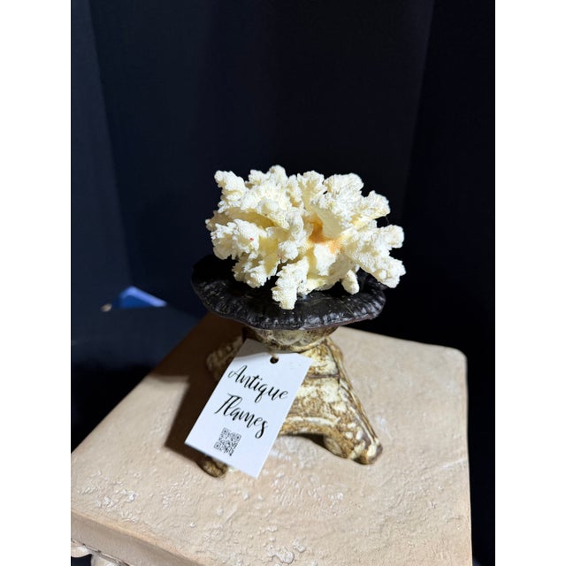 2020s Celestial Meets the Sea Shell Decoration-Coastal Art Sculpture For Sale - Image 5 of 6