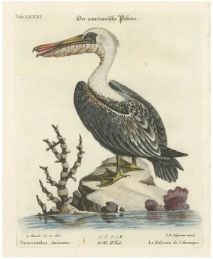 After Edwards, American Pelican, 1770, Print