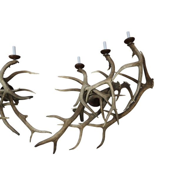 Antler Sconces - a Pair of 1970s Three Arm Deer Antler Sconces For Sale - Image 4 of 7