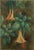 Gorgeous botanical of apricot Angel Trumpet (Brugmansia) by Miriam Prince Pinkerton (American, 1933-2013), circa 2000....