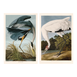 Great Blue Heron and Hooping Crane by Audubon Pair