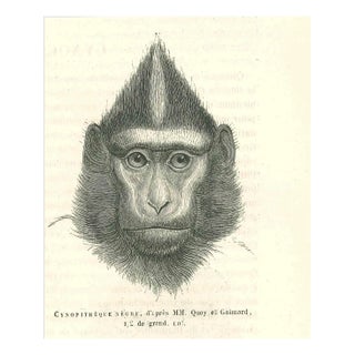 Paul Gervais, The Gorilla, 1854, Lithograph For Sale