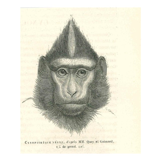 Paul Gervais, The Gorilla, 1854, Lithograph For Sale
