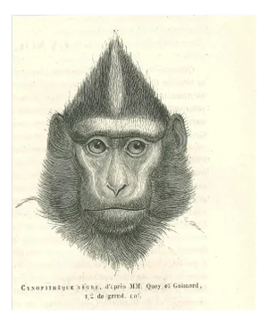 Paul Gervais, The Gorilla, 1854, Lithograph
