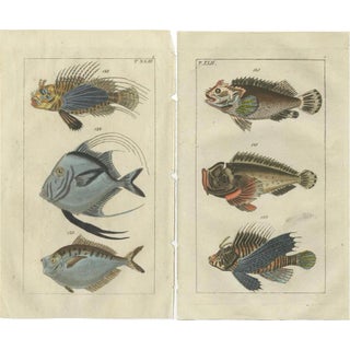 Gottlieb Tobias Wilhelm, Lionfish, Ponyfish & Scorpion Fish, 1832, Prints, Set of 2 For Sale