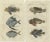 Gottlieb Tobias Wilhelm, Lionfish, Ponyfish & Scorpion Fish, 1832, Prints, Set of 2 For Sale