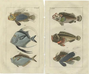 Gottlieb Tobias Wilhelm, Lionfish, Ponyfish & Scorpion Fish, 1832, Prints, Set of 2