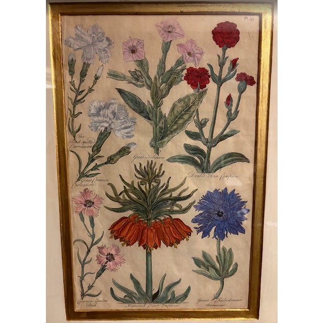 Late 18th Century Set of 3 Antique Botanical Engravings — John Hill “Eden” Plates 27, 43 & 55 (1757), Framed For Sale - Image 5 of 9