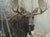 Realism 1970s Robert Bateman "Bull Moose" Framed Lithograph Signed/Numbered For Sale - Image 3 of 11