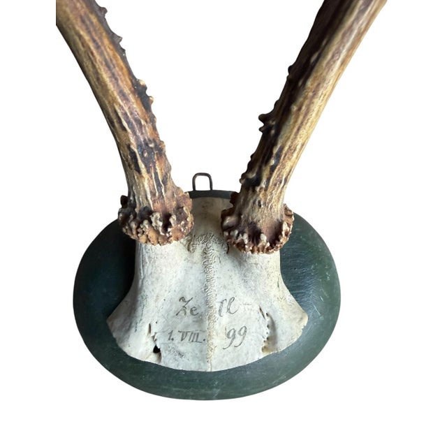 Cabin Roe Deer Trophy 133 Black Foret Antlers For Sale - Image 3 of 5
