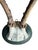 Cabin Roe Deer Trophy 133 Black Foret Antlers For Sale - Image 3 of 5