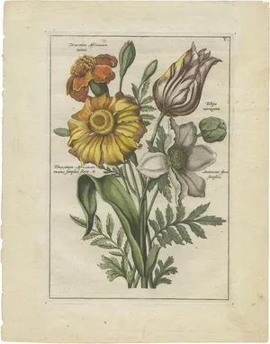 Elwe, Bouquet with Feverfew, 1794, Paper