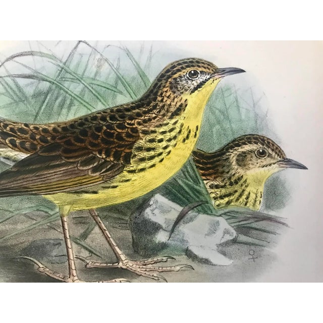 Antique Color Lithograph of Song Birds Ornithological Print From Ibis C.1905 For Sale - Image 4 of 6