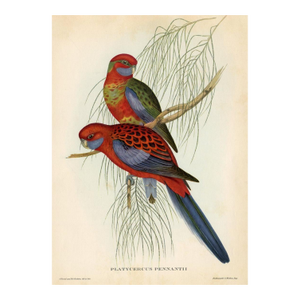 1950s, Parakeet Print, Tropical Bird Print by John Gould, Original Vintage Bird Print, Color Lithograph, Germany