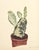 This is a set of 2 potted cactus botanical lithographs that date to 1939. We purchased them in Paris. Each botanical was...