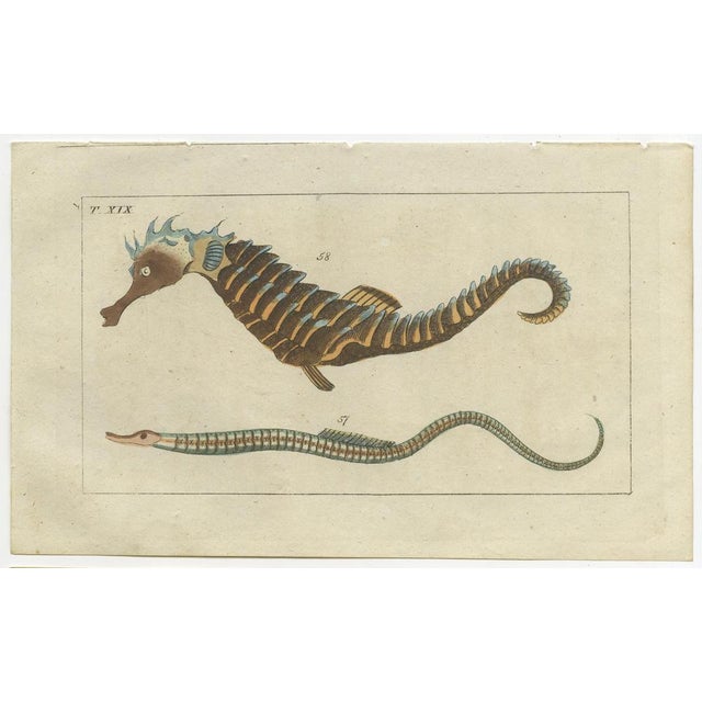 Set of three original antique fish prints. Greater pipefish, Syngnathus acus 54, and Sargassum pipefish, Syngnathus...