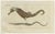 Set of three original antique fish prints. Greater pipefish, Syngnathus acus 54, and Sargassum pipefish, Syngnathus...
