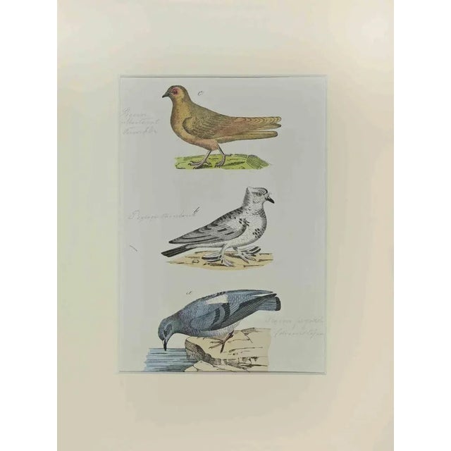 Johann Friedrich Naumann, Pigeons, Etching, 1840 For Sale - Image 3 of 3