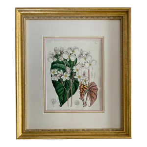 John Nugent Fitch Orchids, 19th Century Hand Colored Engraving Botanical Print