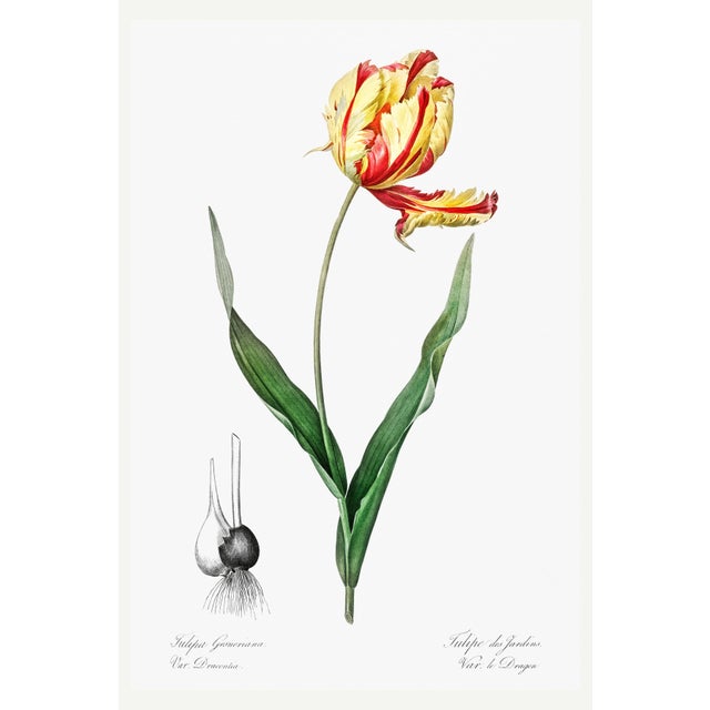 Didier's Tulip by Redouté, Vintage Botanical Art Print, 16" X 24" For Sale