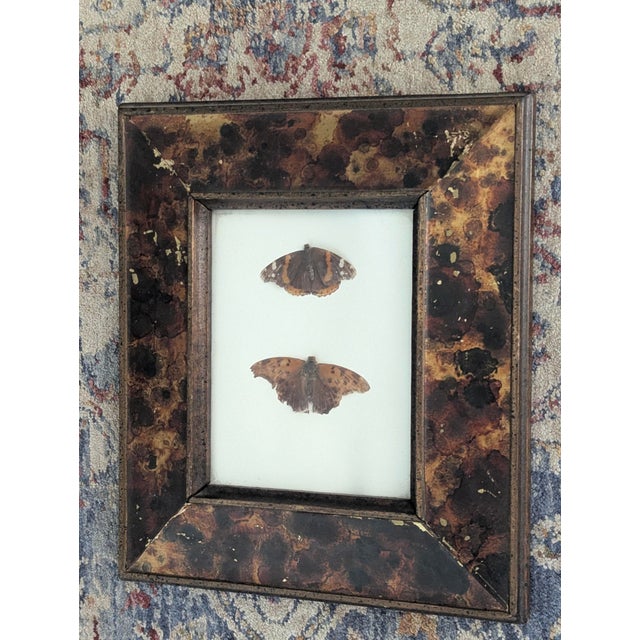 Wood Vintage Taxidermy Butterflies Framed in an Oil Drop Frame For Sale - Image 7 of 14