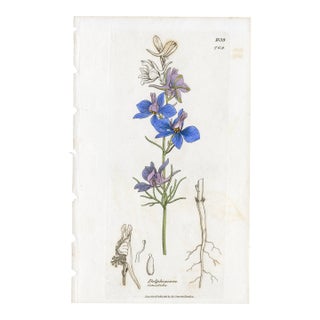 Antique Hand-Colored Botanical Print by the Sowerby Family — English Botany Series (C. 19th Century) A For Sale