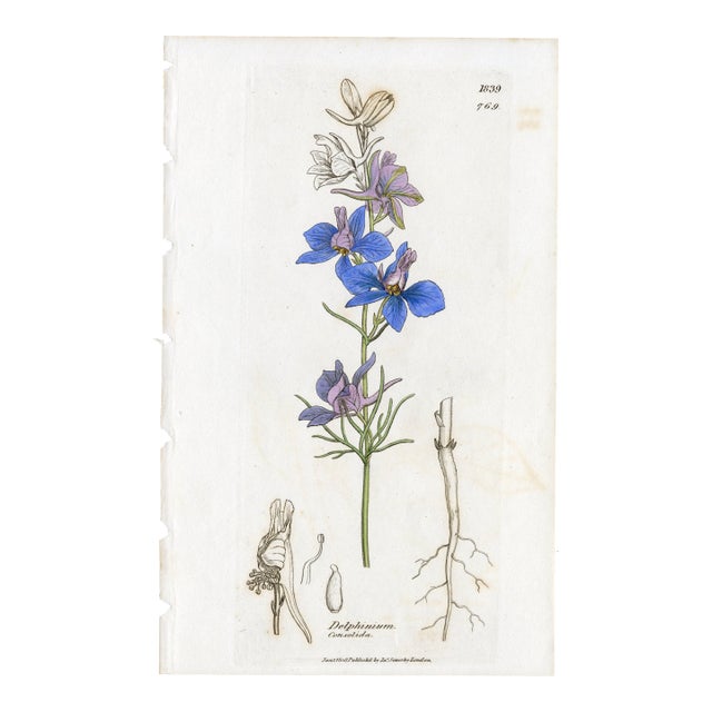 Antique Hand-Colored Botanical Print by the Sowerby Family — English Botany Series (C. 19th Century) A For Sale