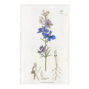 Antique Hand-Colored Botanical Print by the Sowerby Family — English Botany Series (C. 19th Century) A