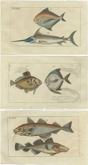 Aeg, Sword Fish and John Dory and Haddock, 1832, Paper, Set of 3
