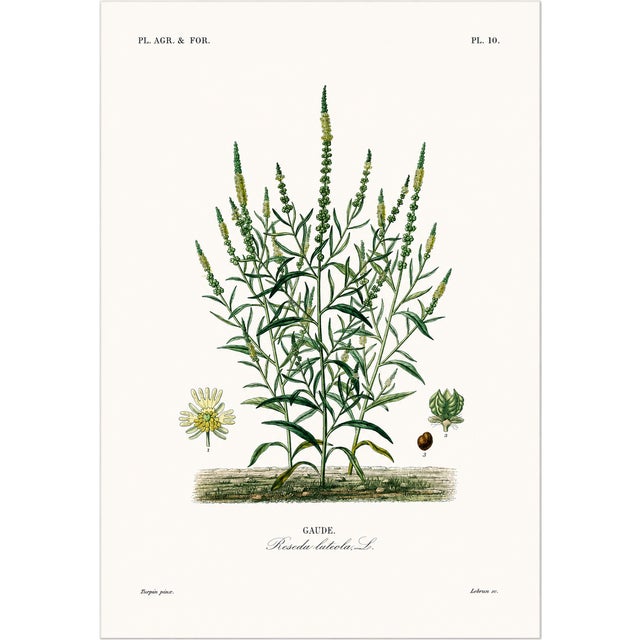 Printmaking Materials 1870 G. Dupuis Lithographs From the Vegetable Kingdom Unframed — Understated Antique Natural History Illustrations Set of 6 For Sale - Image 7 of 7