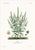 Printmaking Materials 1870 G. Dupuis Lithographs From the Vegetable Kingdom Unframed — Understated Antique Natural History Illustrations Set of 6 For Sale - Image 7 of 7