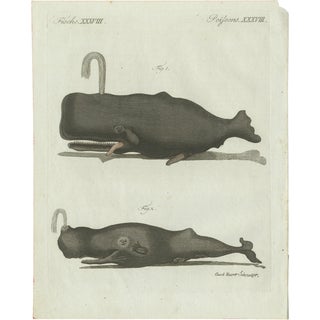 Bertuch, Two Sperm Whales, 1800, Engraving For Sale