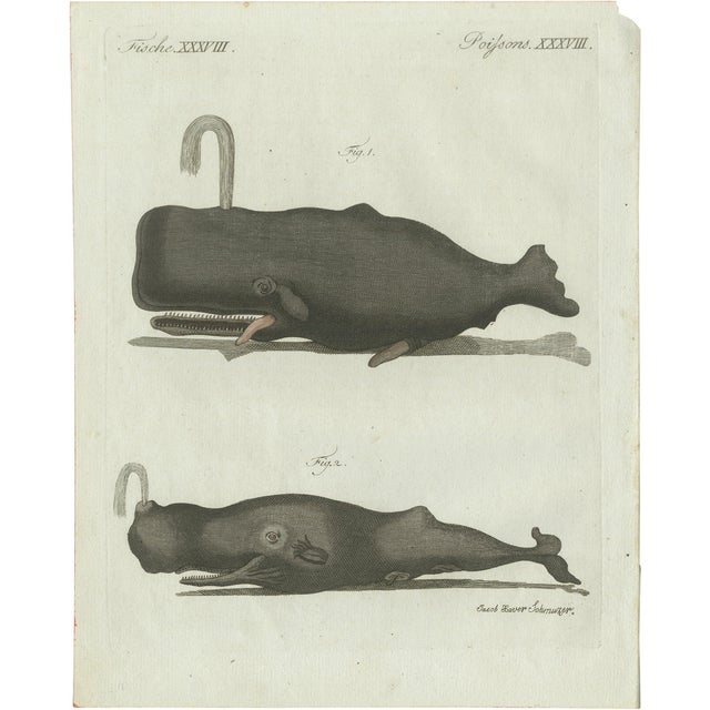 Bertuch, Two Sperm Whales, 1800, Engraving For Sale