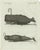 Bertuch, Two Sperm Whales, 1800, Engraving For Sale
