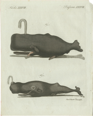 Bertuch, Two Sperm Whales, 1800, Engraving