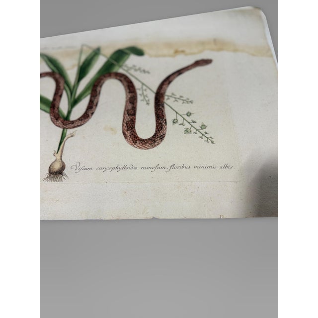 Paper Mark Catesby, the Corn Snake With Bahaman Orchid, Plate 55, 18th C Engraving For Sale - Image 7 of 9