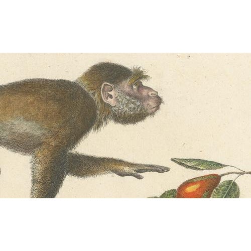 Karl Joseph Brodtmann, Mandrill & Baboon, 1816, Lithograph For Sale - Image 6 of 9