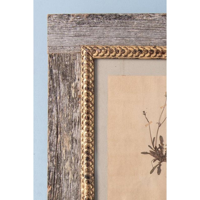 Herbarium, Paper, Framed For Sale - Image 9 of 11